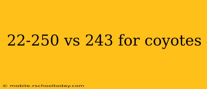 22-250 vs 243 for coyotes