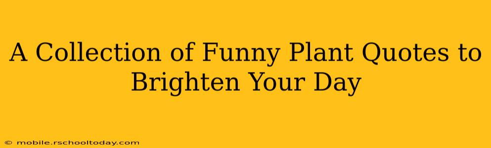A Collection of Funny Plant Quotes to Brighten Your Day