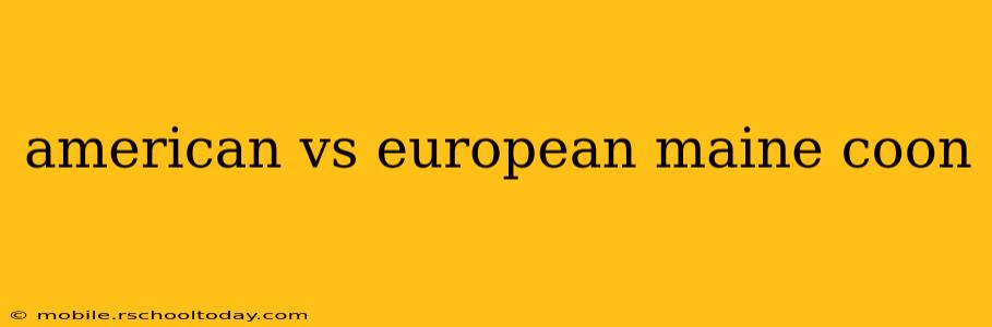 american vs european maine coon