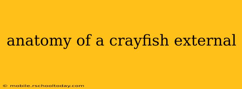 anatomy of a crayfish external