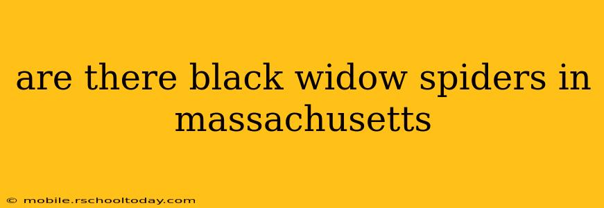 are there black widow spiders in massachusetts