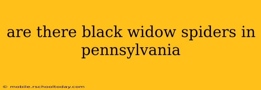 are there black widow spiders in pennsylvania