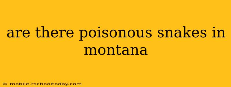 are there poisonous snakes in montana