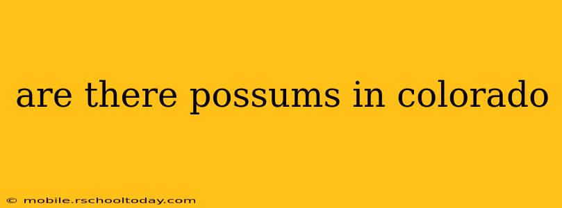 are there possums in colorado