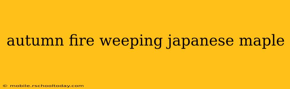 autumn fire weeping japanese maple