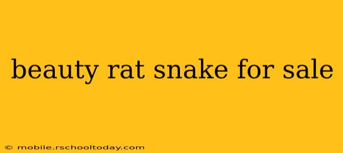 beauty rat snake for sale