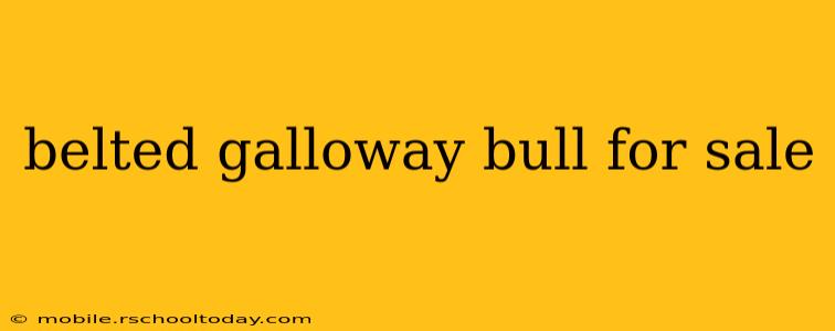 belted galloway bull for sale