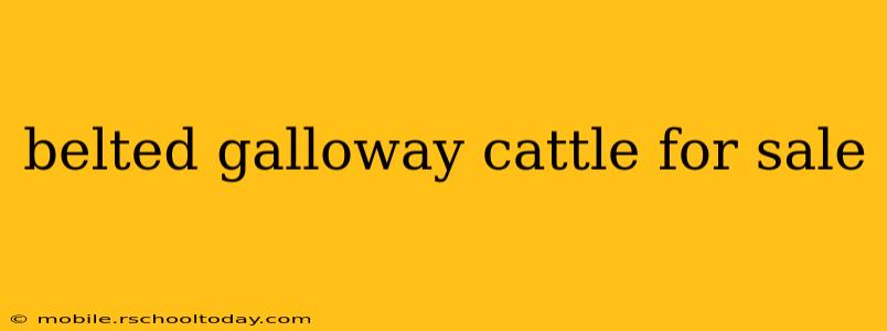 belted galloway cattle for sale