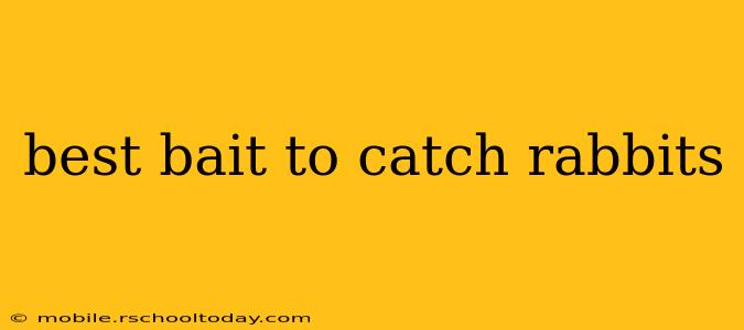 best bait to catch rabbits