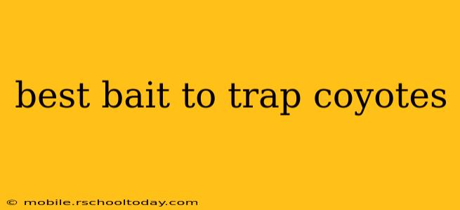 best bait to trap coyotes
