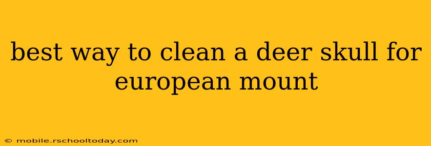 best way to clean a deer skull for european mount