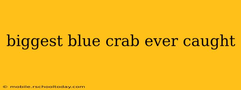 biggest blue crab ever caught