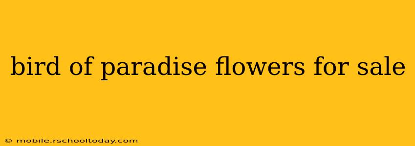 bird of paradise flowers for sale