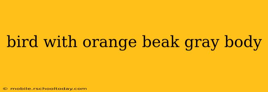bird with orange beak gray body