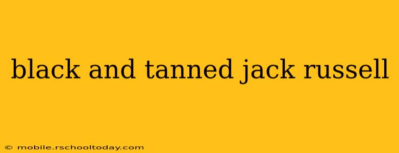 black and tanned jack russell