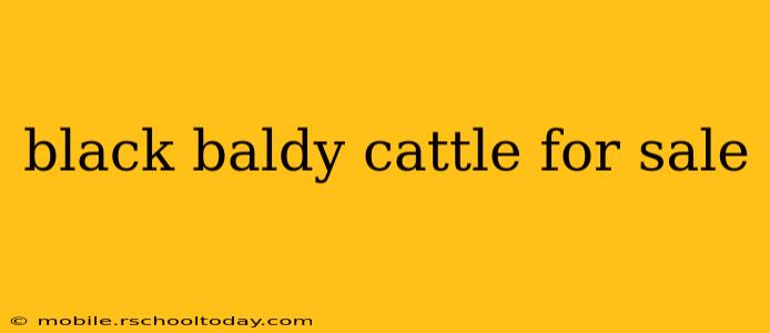black baldy cattle for sale