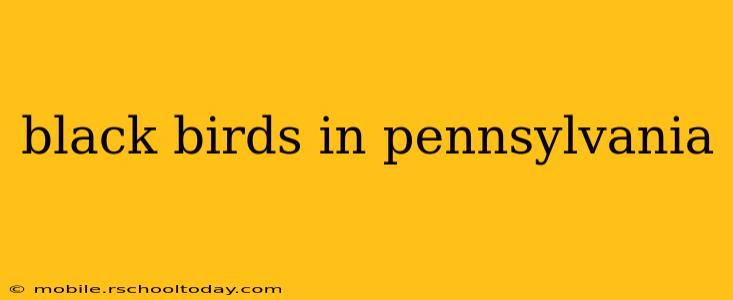 black birds in pennsylvania