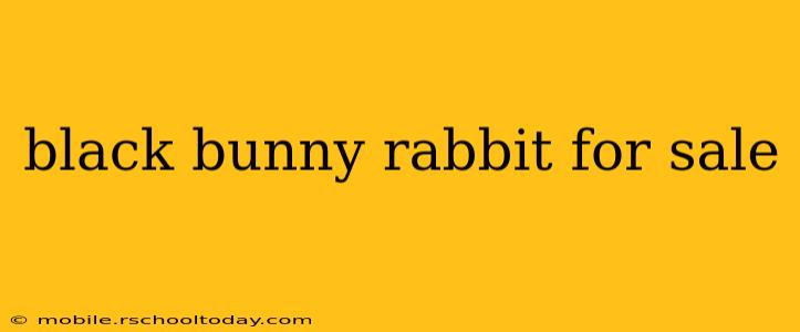 black bunny rabbit for sale