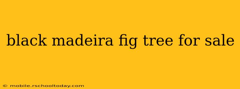 black madeira fig tree for sale