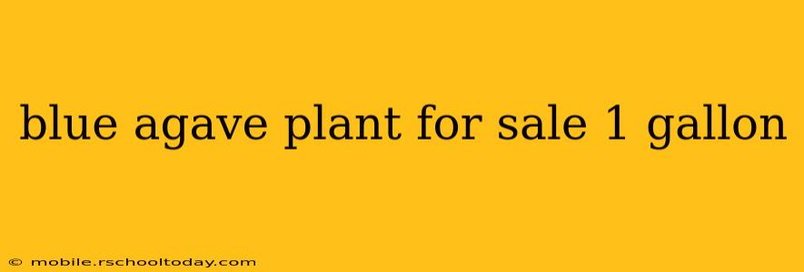 blue agave plant for sale 1 gallon