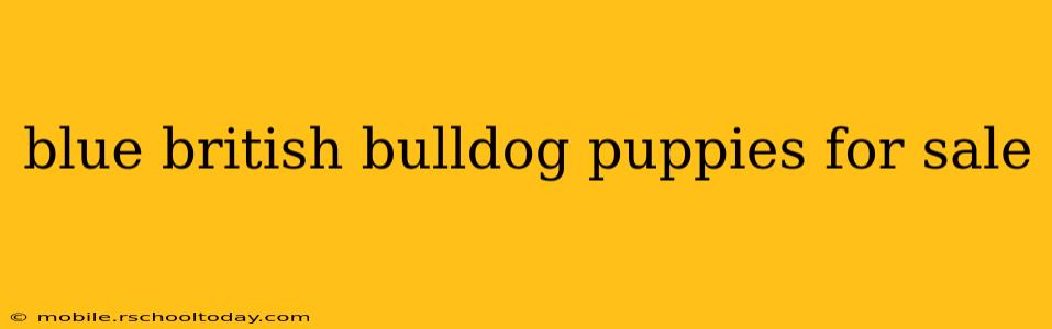 blue british bulldog puppies for sale
