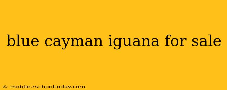 blue cayman iguana for sale