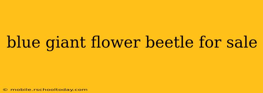 blue giant flower beetle for sale