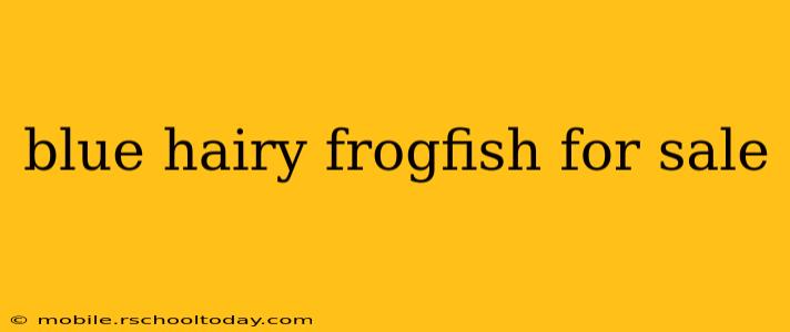 blue hairy frogfish for sale