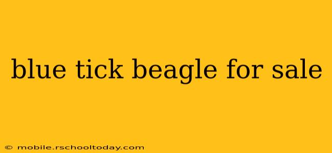 blue tick beagle for sale