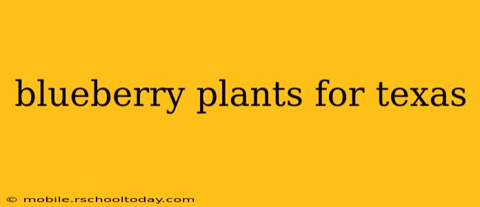 blueberry plants for texas