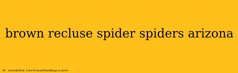 brown recluse spider spiders arizona