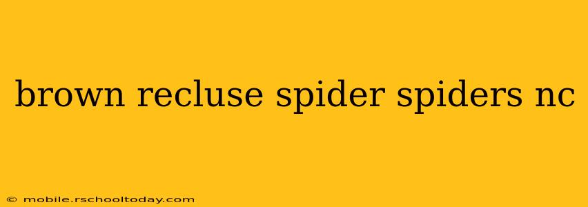 brown recluse spider spiders nc