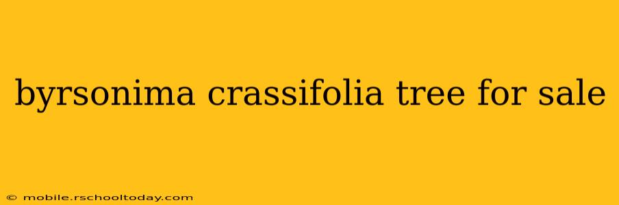 byrsonima crassifolia tree for sale