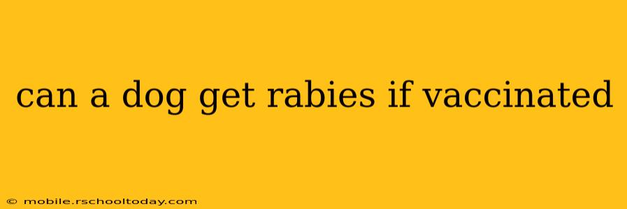 can a dog get rabies if vaccinated