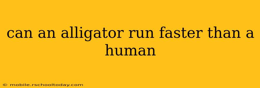 can an alligator run faster than a human