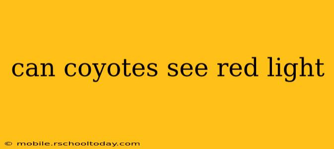 can coyotes see red light