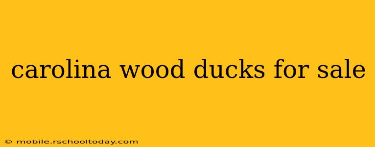 carolina wood ducks for sale