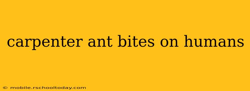 carpenter ant bites on humans