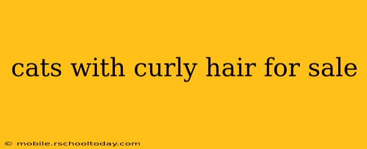 cats with curly hair for sale