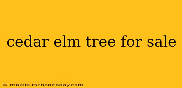 cedar elm tree for sale