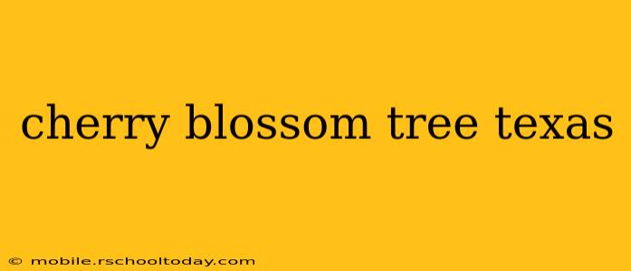 cherry blossom tree texas