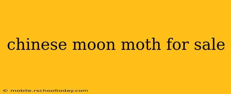 chinese moon moth for sale