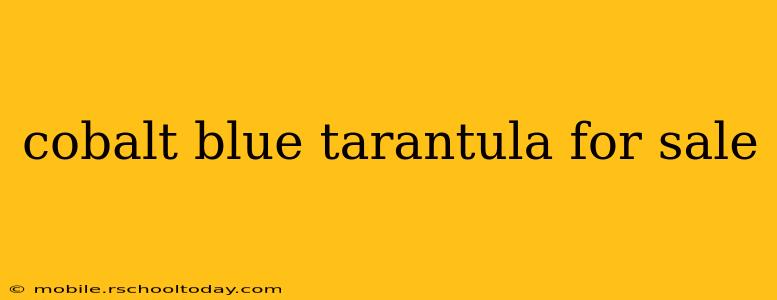 cobalt blue tarantula for sale