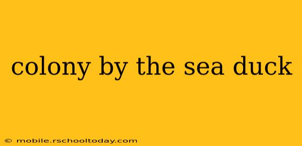 colony by the sea duck