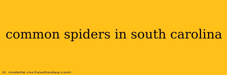 common spiders in south carolina