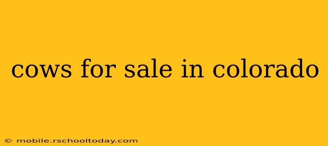 cows for sale in colorado