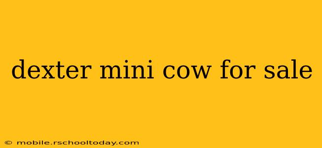 dexter mini cow for sale