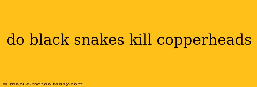 do black snakes kill copperheads