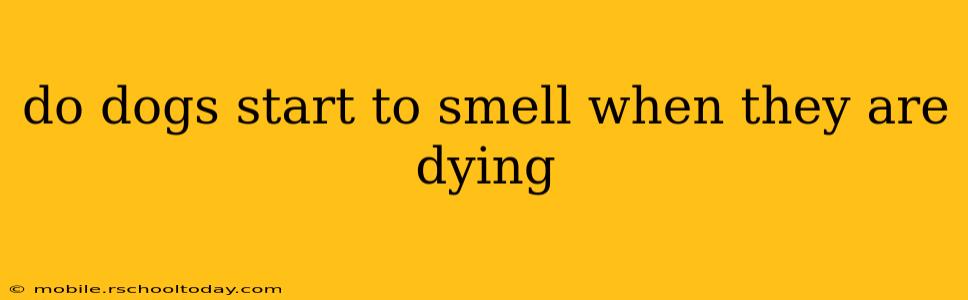 do dogs start to smell when they are dying