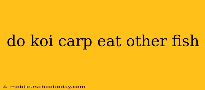 do koi carp eat other fish